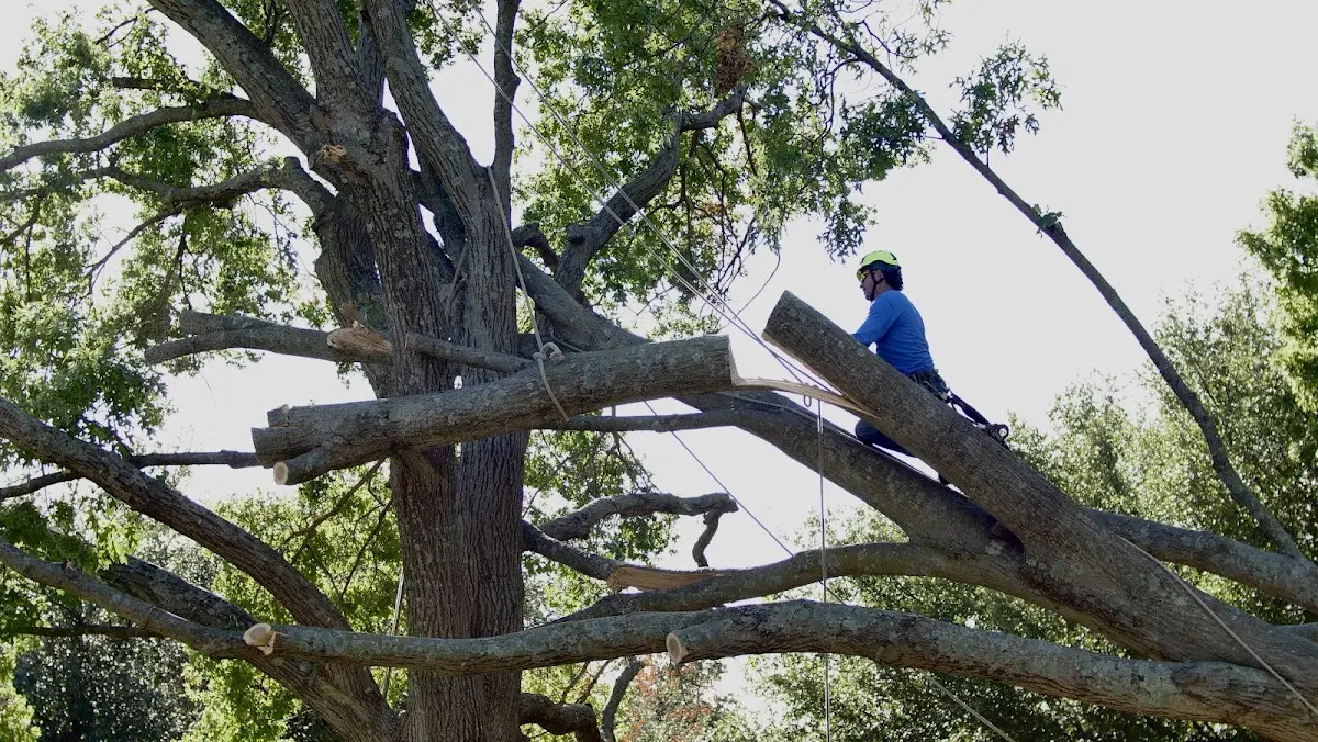 Professional Crown Thinning performed by certified arborists in Culbertson